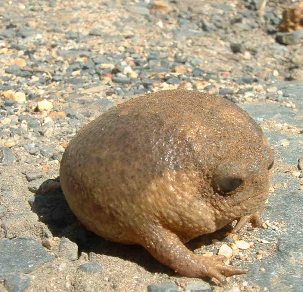 Cape rain frog - evolutionary oddities-atchuup-