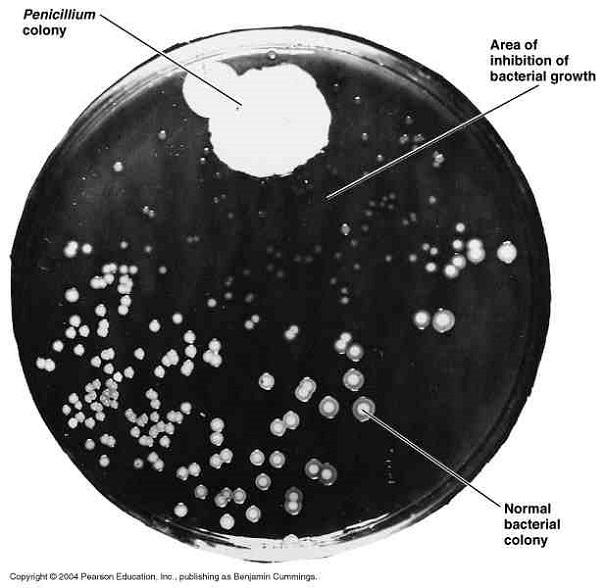 Penicillin in petri dish