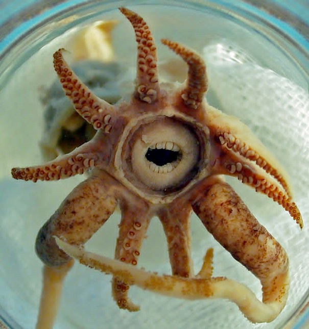 Promachoteuthis sulcus - evolutionary oddities - atchuup-squid