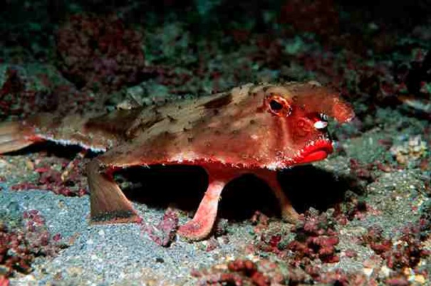 Red-lipped Batfish - evolutionary oddities - atchuup