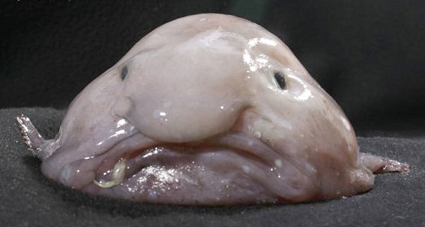 blobfish-evolutionary-oddities-atchuup