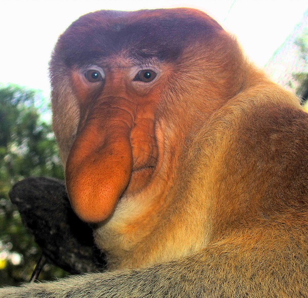 evolutionary oddities - proboscis-monkey - atchuup
