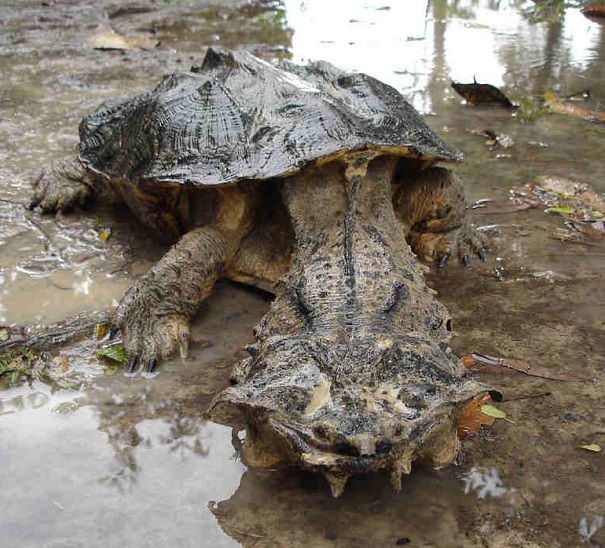 mata mata turtle evolutionary oddities - atchuup
