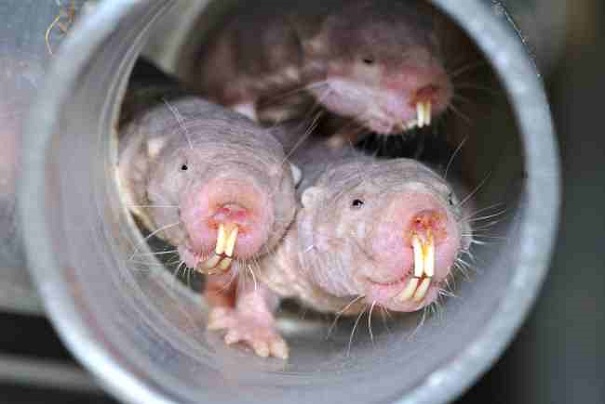 naked mole rat-evolutionary oddities-atchuup
