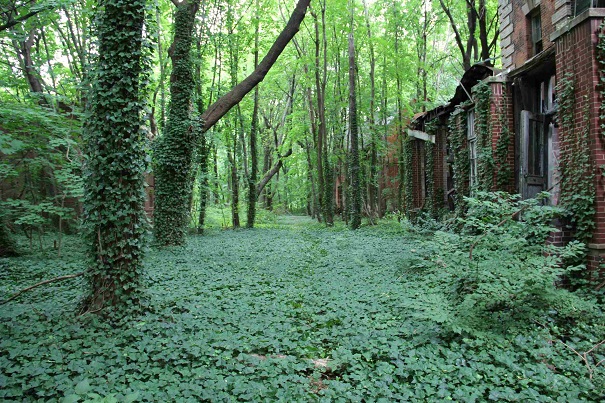 north brother island abandoned NYC (7)