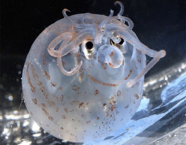 piglet squid - evolutionary oddities - atchuup