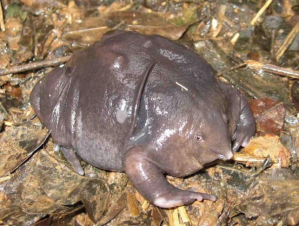 pignose frog-evolutionary oddities-atchuup