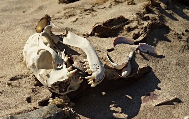 skeleton coast 6