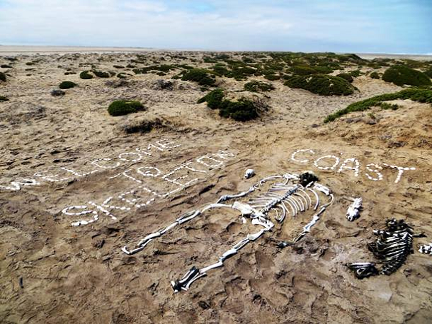 skeleton coast12