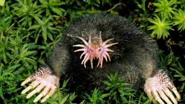 star-nosed mole evolutionary oddities-atchuup Images