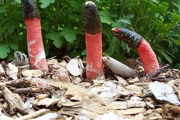 stinkhorn fungus-evolutionary oddities-atchuup