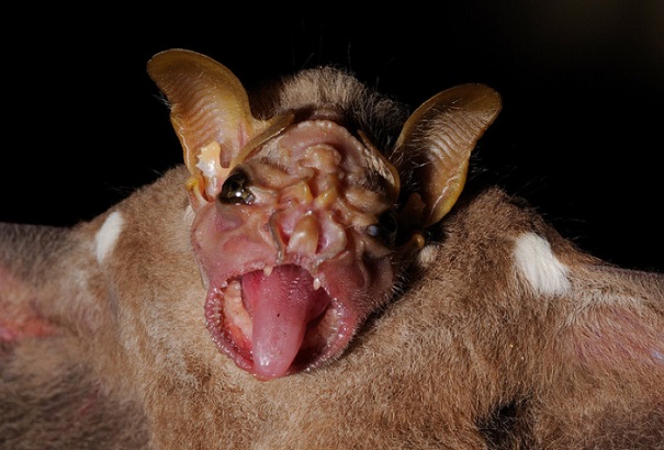 wrinkle-faced bat -evolutionary oddities-atchuup