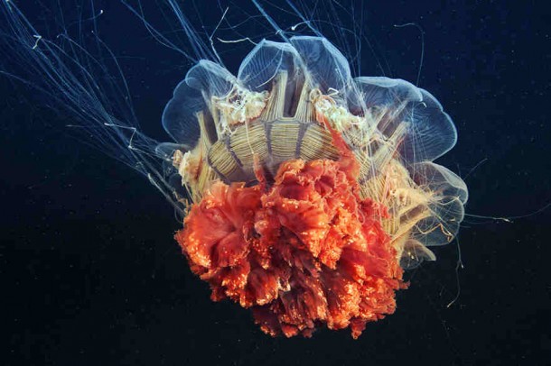 alexander-semenov-jellyfish-aquatilis 1