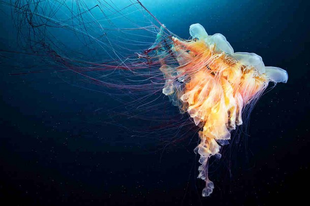 alexander-semenov-jellyfish-aquatilis 10
