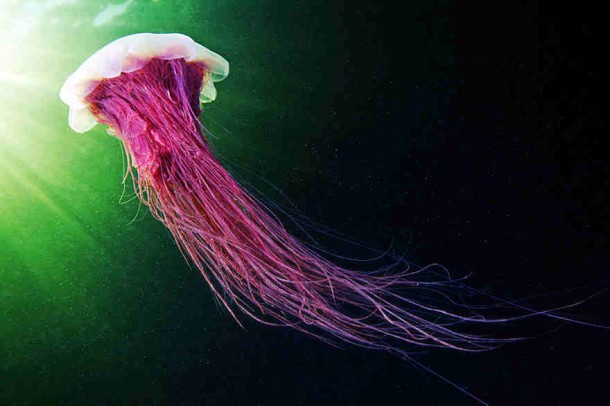 alexander-semenov-jellyfish-aquatilis 11