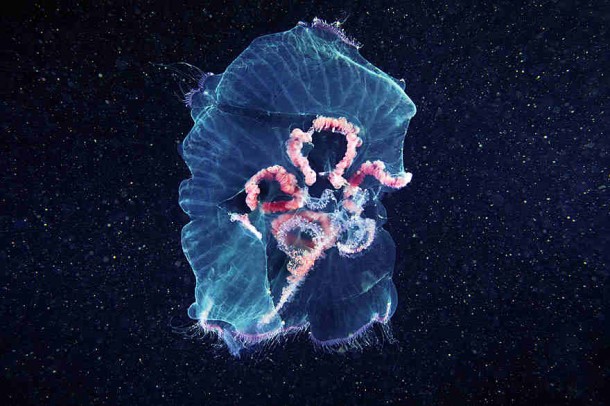alexander-semenov-jellyfish-aquatilis 12