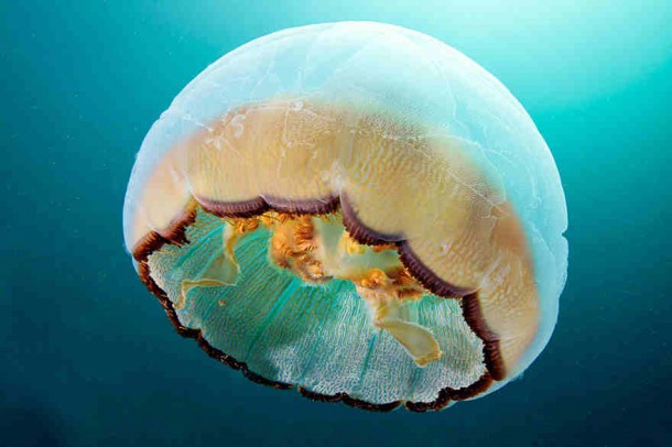 alexander-semenov-jellyfish-aquatilis 13