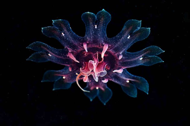 alexander-semenov-jellyfish-aquatilis 14