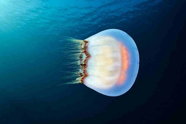 alexander-semenov-jellyfish-aquatilis 15