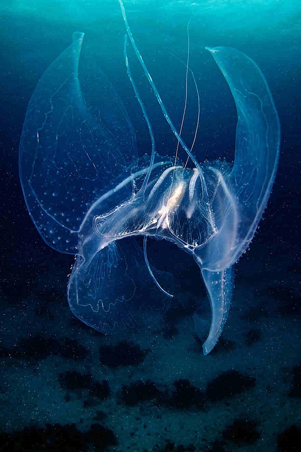 alexander-semenov-jellyfish-aquatilis 16