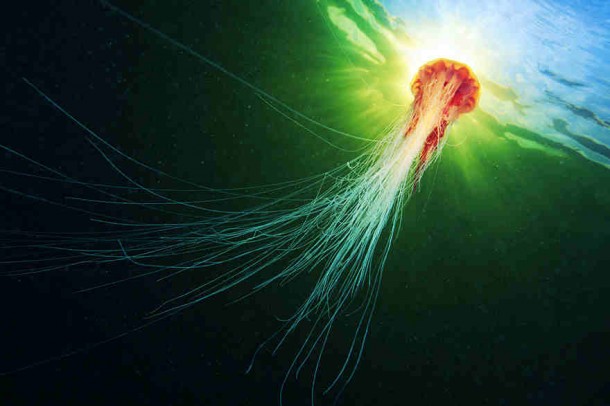 alexander-semenov-jellyfish-aquatilis 17