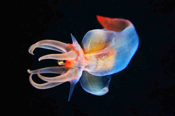 alexander-semenov-jellyfish-aquatilis 18