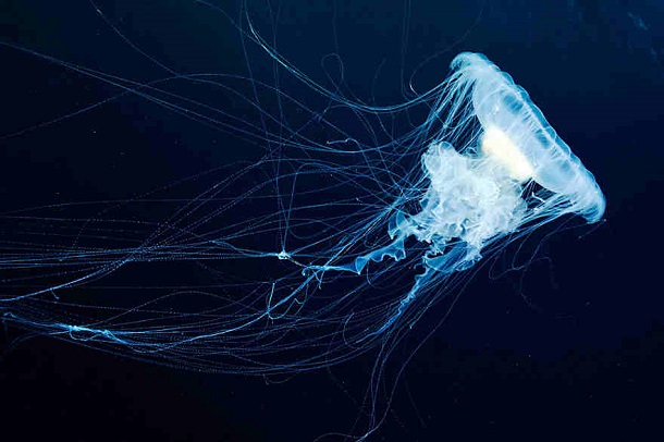 alexander-semenov-jellyfish-aquatilis 20