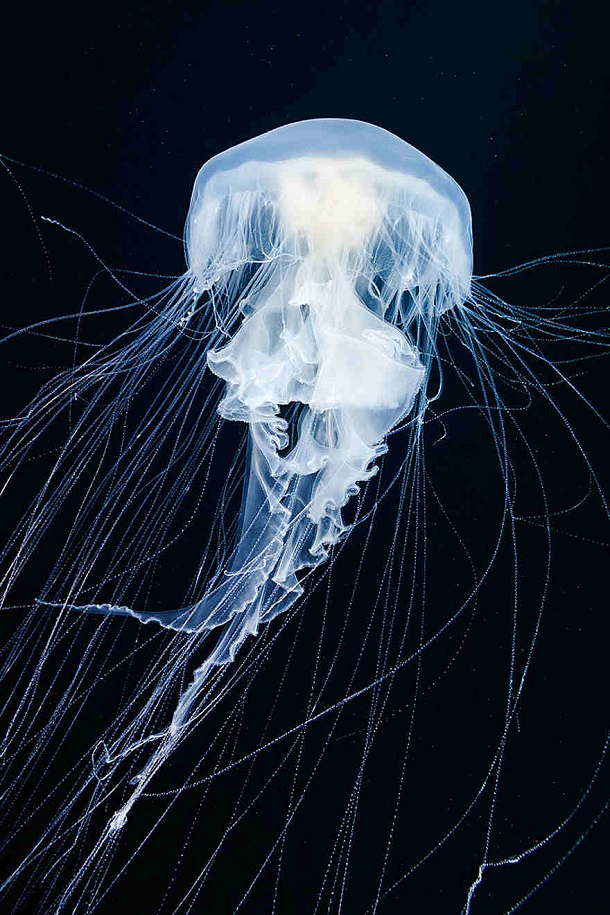 alexander-semenov-jellyfish-aquatilis 3