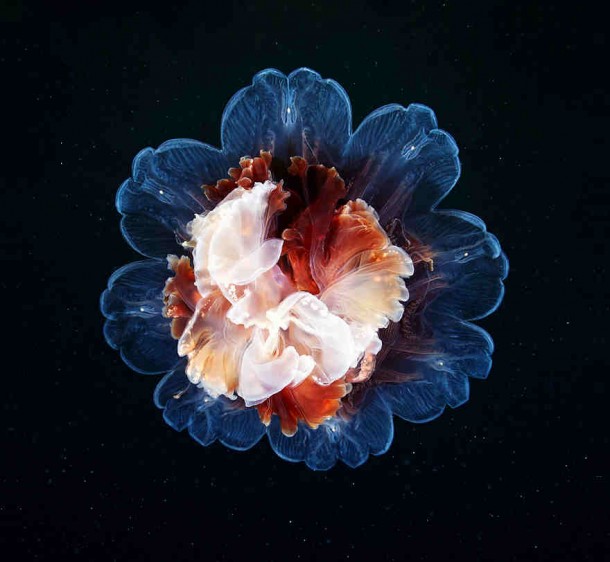 alexander-semenov-jellyfish-aquatilis 4