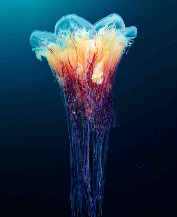 alexander-semenov-jellyfish-aquatilis 5