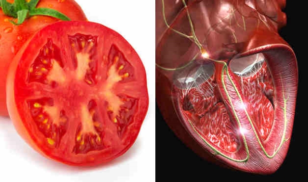 foods resembling body parts (3)