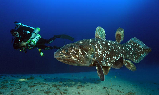 oldest-animals-Coelacanth