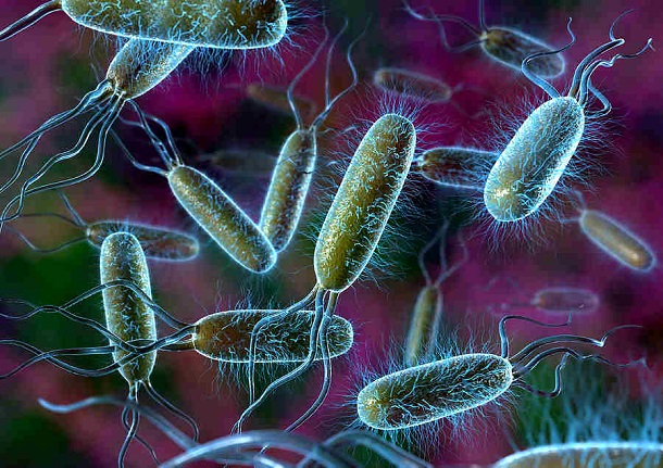 oldest-animals-bacteria