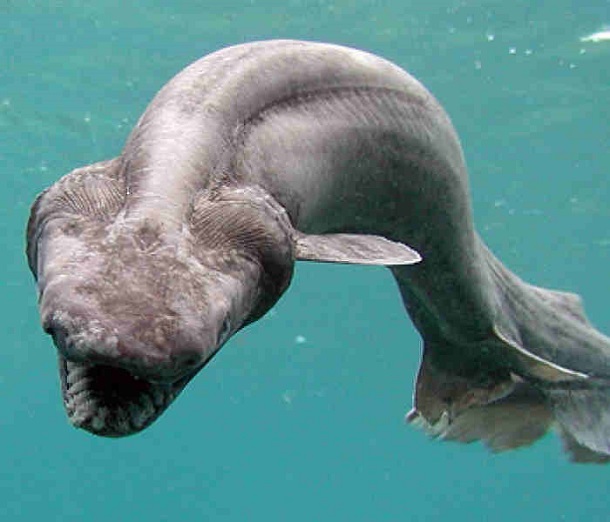 oldest-animals-frilled-shark