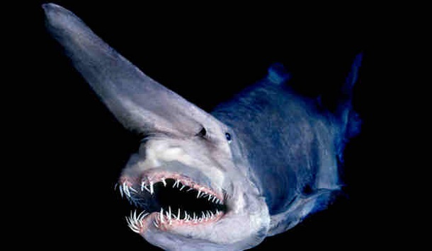 oldest-animals-goblin-shark