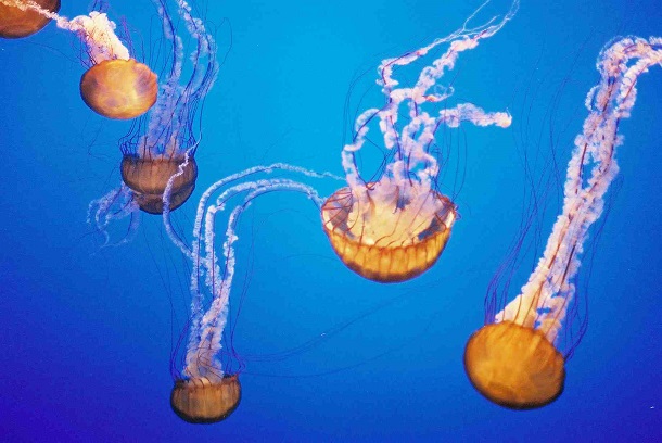 oldest-animals-jellyfish