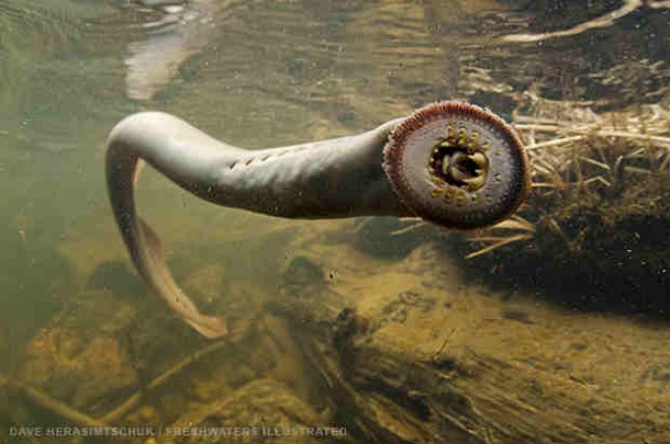 oldest-animals-lamprey