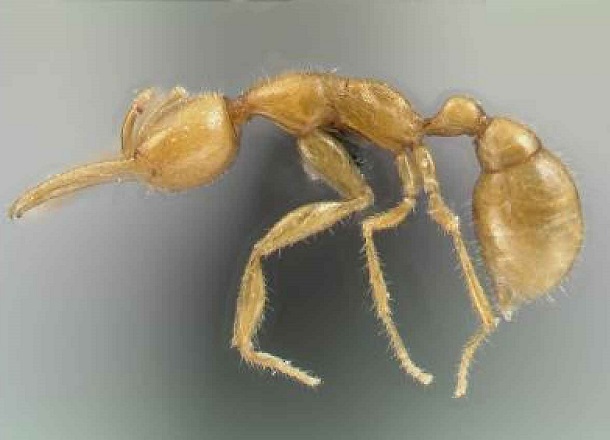oldest-animals-martian-ants
