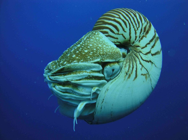 oldest-animals-nautilus
