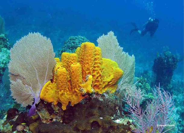 oldest-animals-sponges