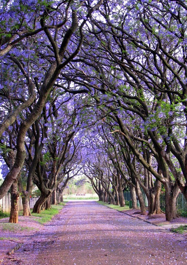 beautiful streets - cullinan south africa