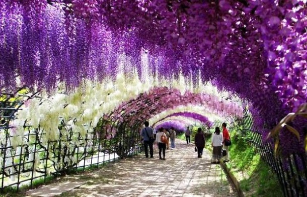 beautiful streets - wisteria tunnel japan