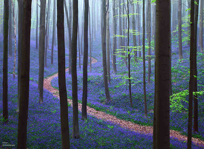 hallerbos belgium