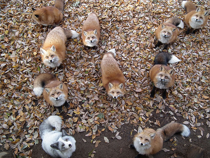 japan - zao fox village 1