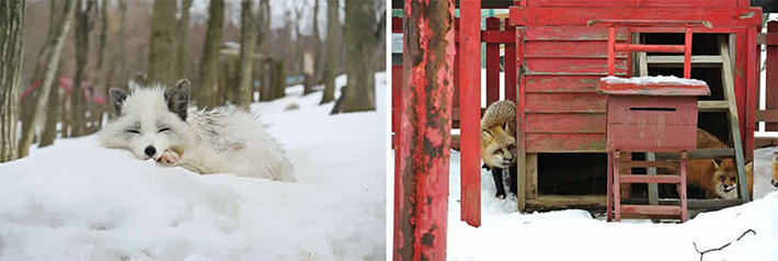 japan - zao fox village 11