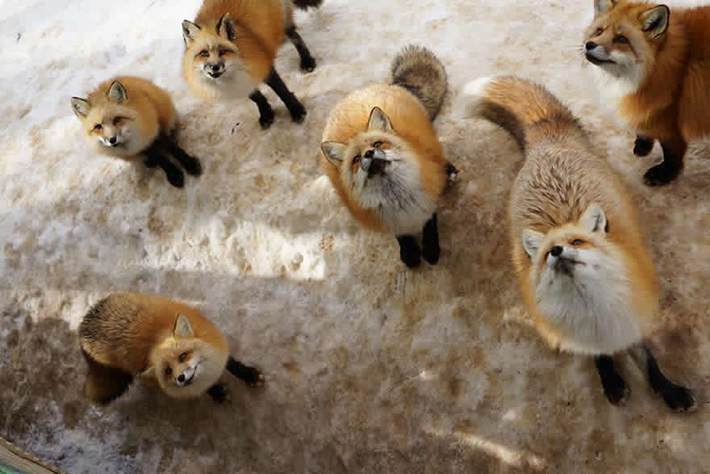 japan - zao fox village 14