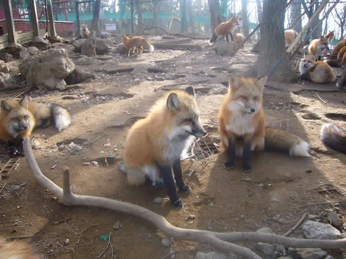 japan - zao fox village 17