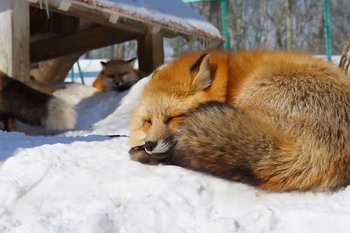 japan - zao fox village 20