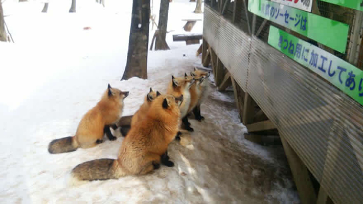japan - zao fox village 22