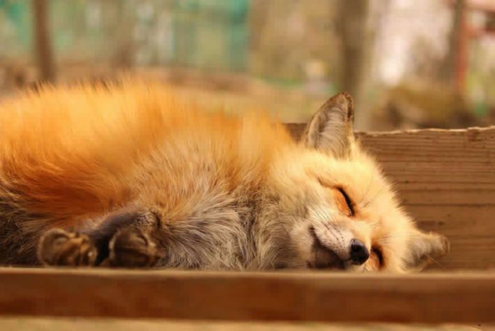 japan - zao fox village 23